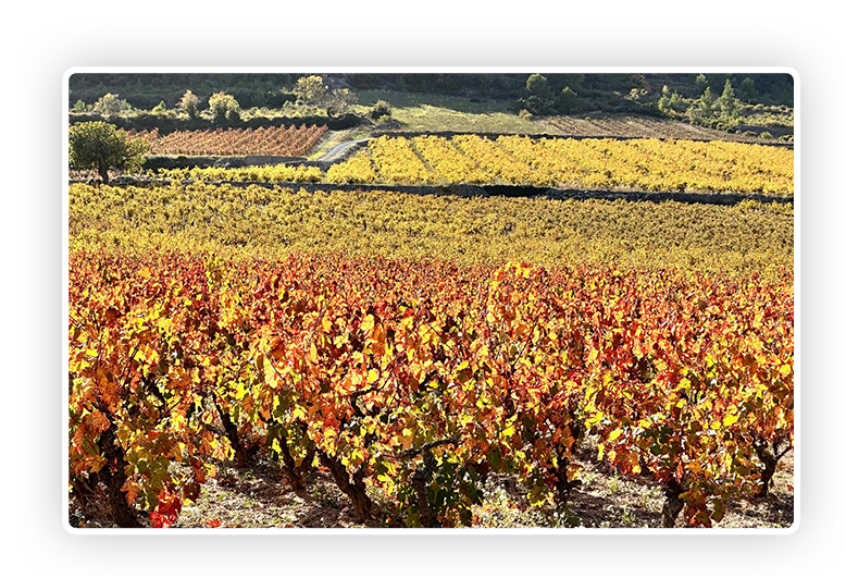 WhatsApp Image 2025-11-12 at 11.11.20 (1) copiar